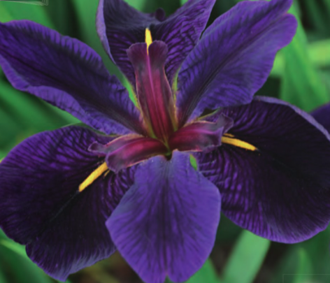 Netherland Bulb Company - Iris Black Gamecock 1CT - Marginal Plant - 3530100312
