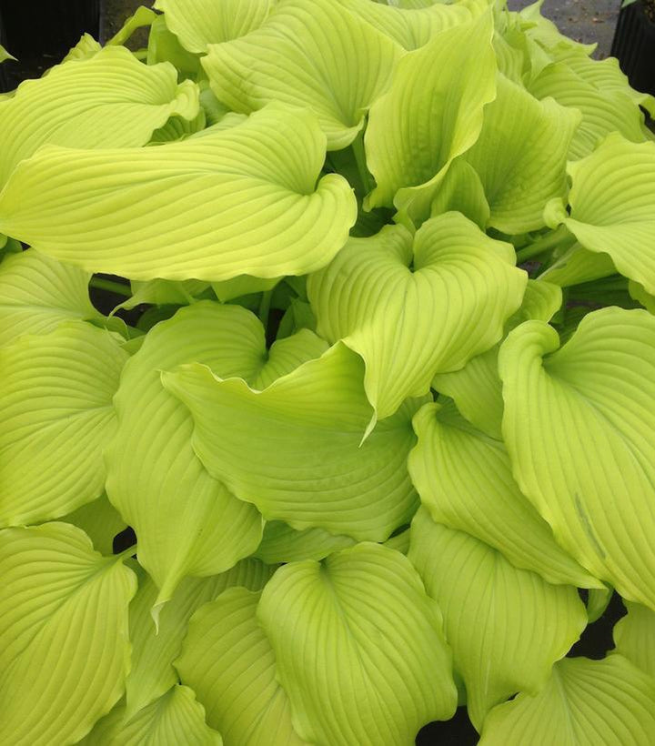 1G Hosta 'Dancing Queen' - Plantain Lily - 1015331