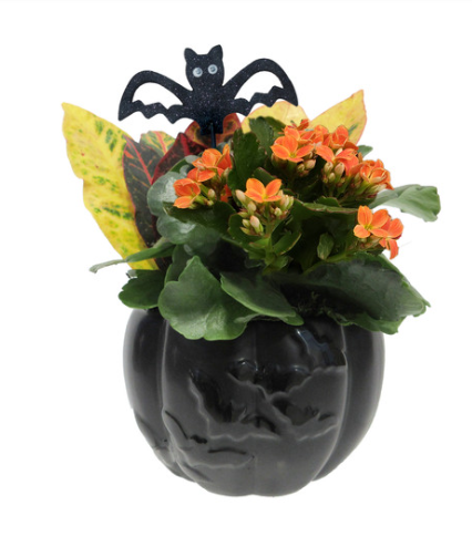 6.5" Joardyn Bat Pumpkin Planter - S2164