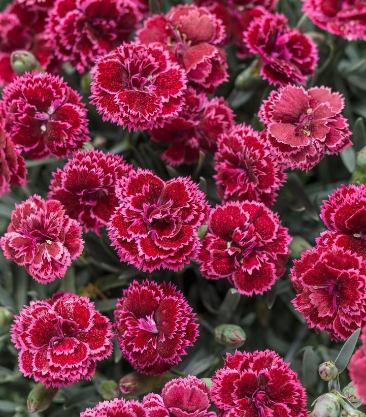 1G Dianthus Hybrid Fruit Punch 'Black Cherry Frost' - 1008836