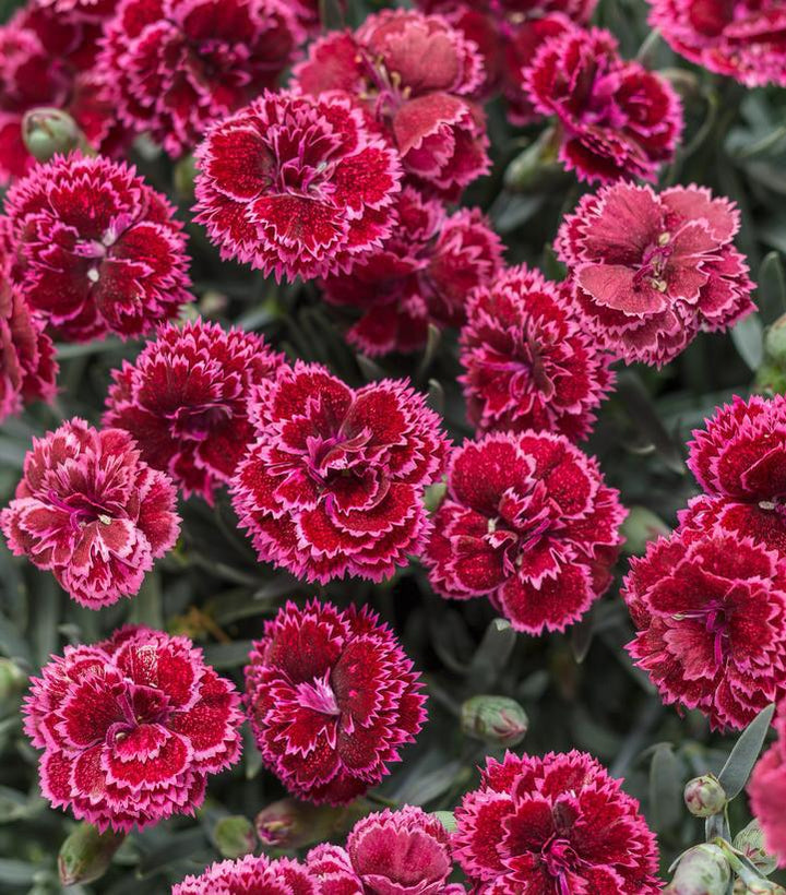 1G Dianthus Hybrid Fruit Punch 'Black Cherry Frost' - 1008836
