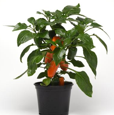 1G Pepper Fresh Bites Mix - Sweet Mini Snacking - 1013908