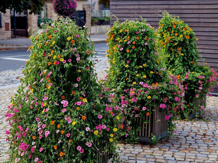 10" HB Thunbergia Hanging Basket