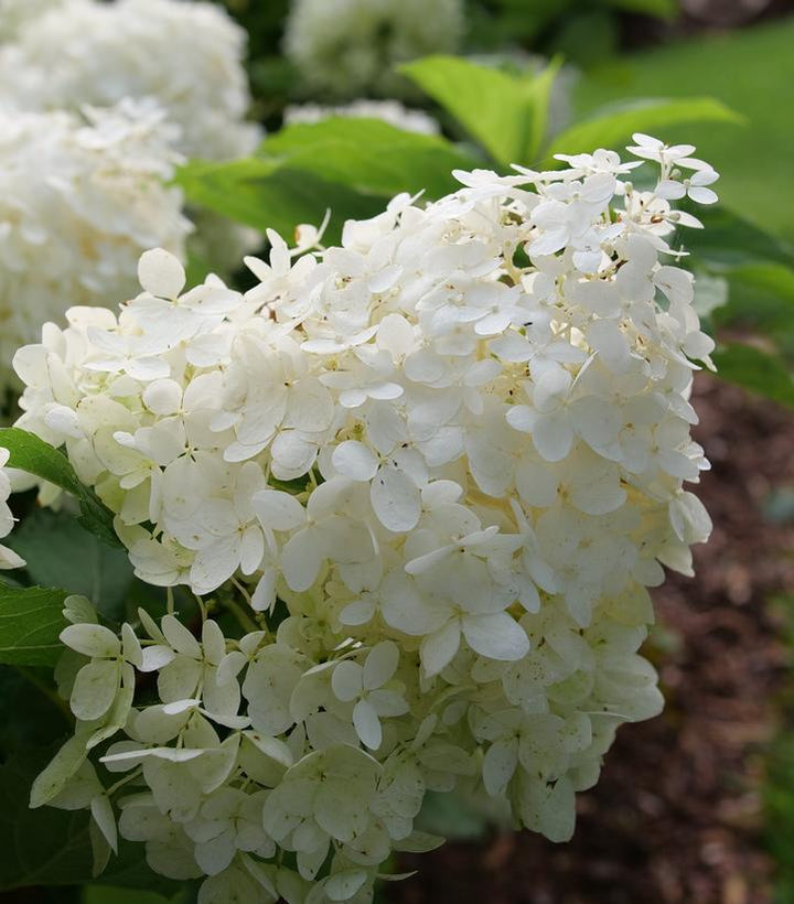 3G Hydrangea Paniculata 'Puffer Fish' - 1014661