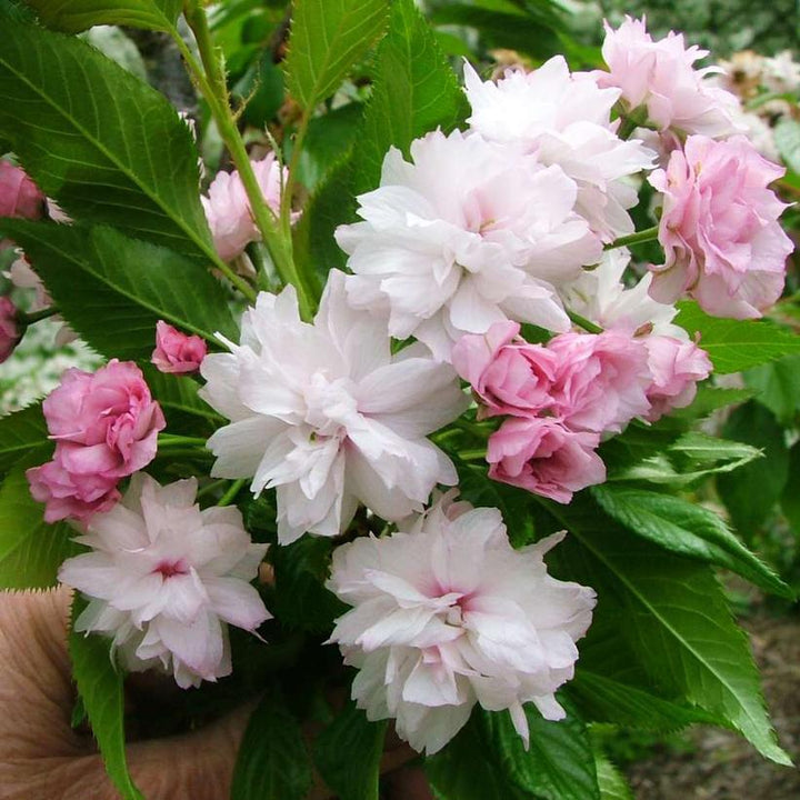 7G Prunus X 'Weeping Extraordinaire' - Weeping Cherry Tree - 1012591