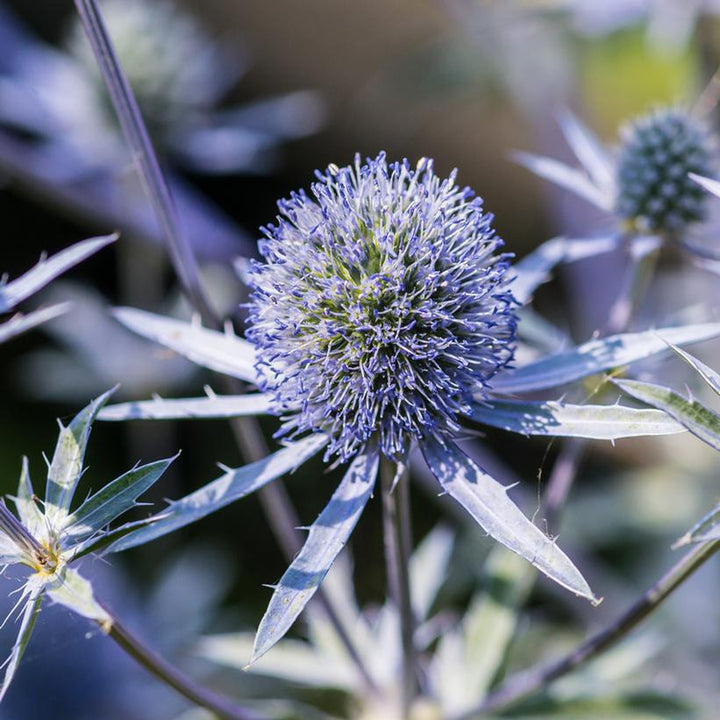 1G Eryngium 'Blue Hobbit' -  Sea Holly - 1003884