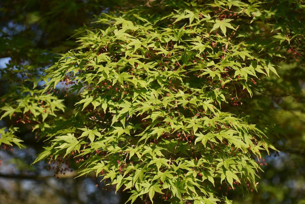 15G Acer Palmatum - Sango Kaku - Coral Bark Japanese Maple Tree 6/7' - 02275-1924