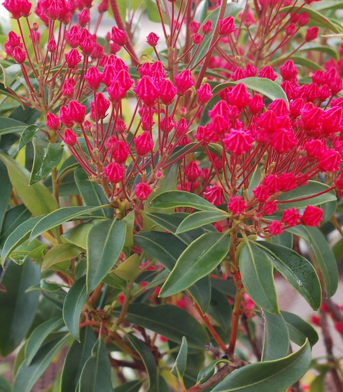 3G Kalmia Latifolia 'Sarah' - Mountain Laurel - 1000346