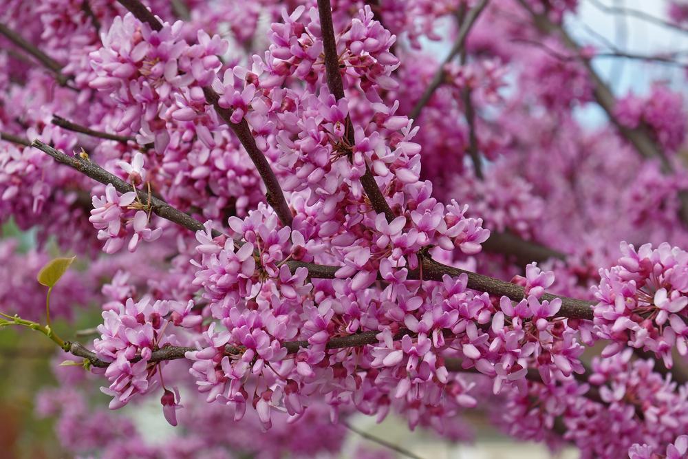5G Cercis canadensis 'Appalachian Red' Eastern Redbud 1000947