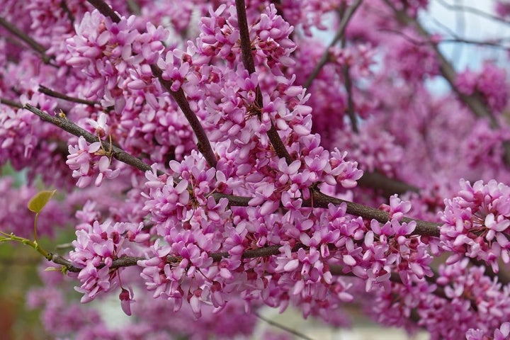 5G Cercis canadensis 'Appalachian Red' Eastern Redbud 1000947