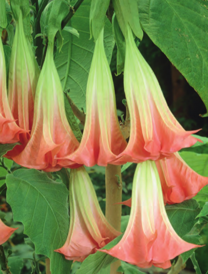 Netherland Bulb Company - Brugmansia Isignis Pink 1CT - 1695101312