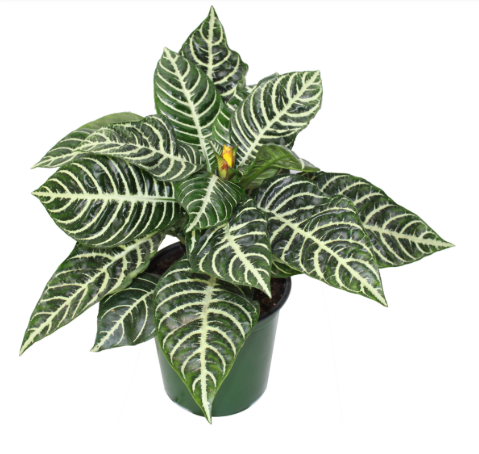 6" Aphelandra - Zebra Plant - F0922