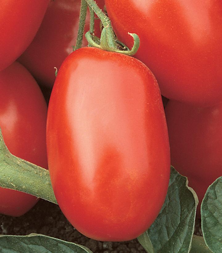 1G Tomato 'Viva Italia' - Paste Tomato - 1004989