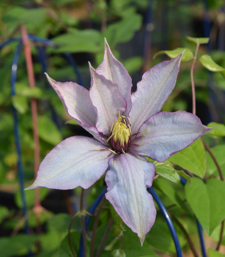 8" Clematis 'Samaritan Jo' - 1007219