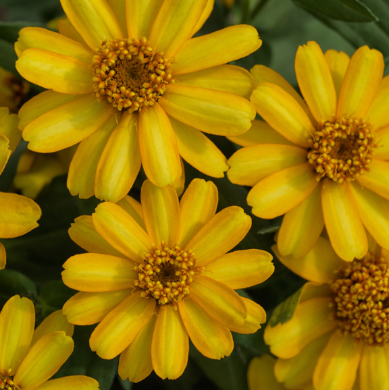 4.5" Zinnia