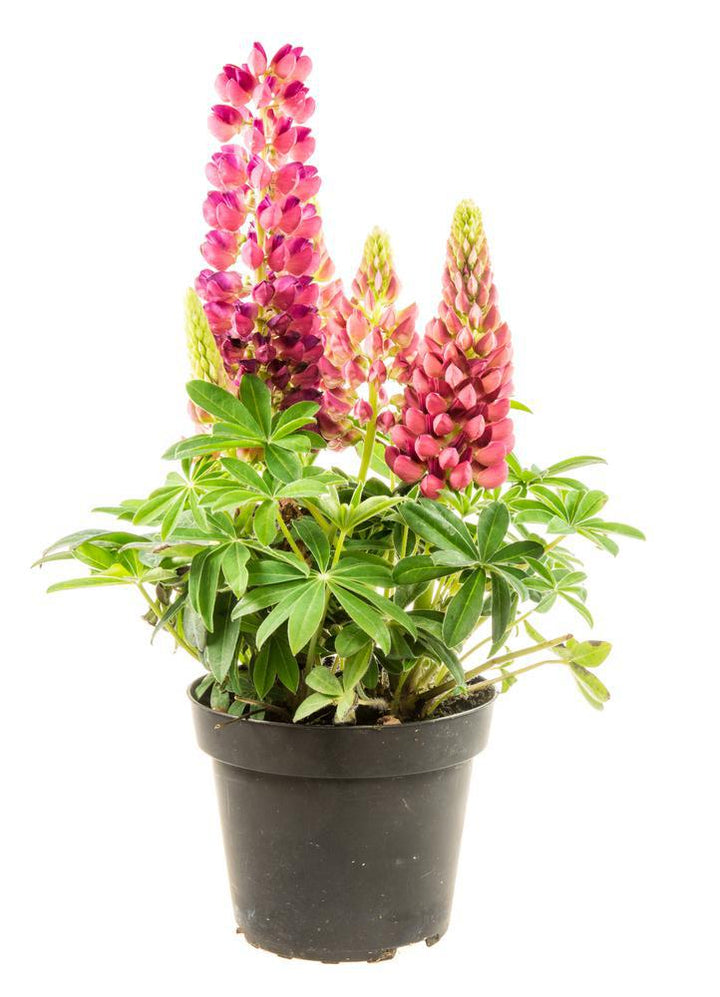 Quart Perennial Lupinus (Lupine)