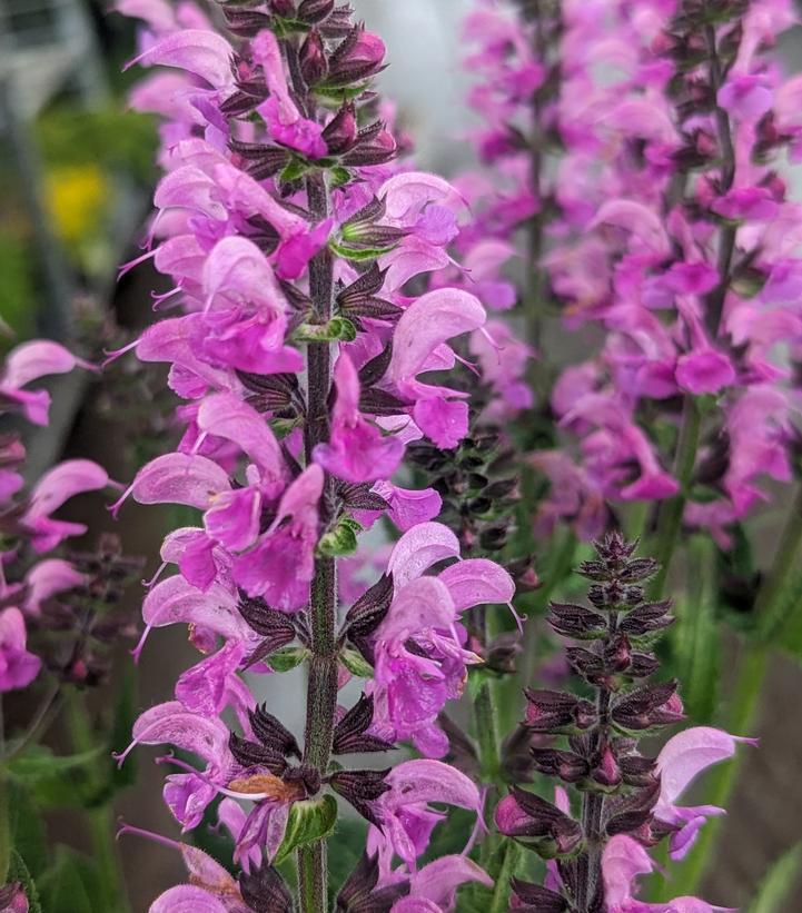 1G Salvia Color Spires 'Back to the Fuchsia' - 1014709