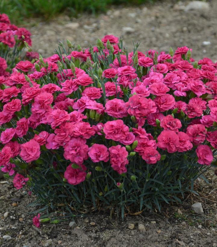 1G Dianthus Hybrid Fruit Punch 'Raspberry Ruffles' Pinks - 1009792