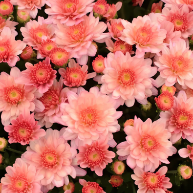 12" TP Mum Patio Pot - Chelsey Coral