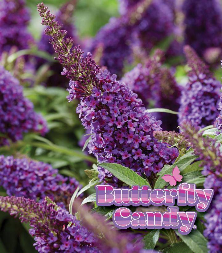 2G Buddleia Davidii Butterfly Candy 'Li'l Grape' - Butterfly Bush - 1020784