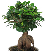 8" Ficus Microcarpa S-Shape - UG6509