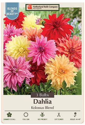 Dahlia Kolossus Blend Bulbs - 3 Count  - 2383113779