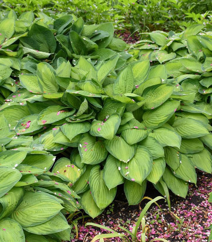 2G Hosta 'Gold Standard' - Plantain Lily - 1000361