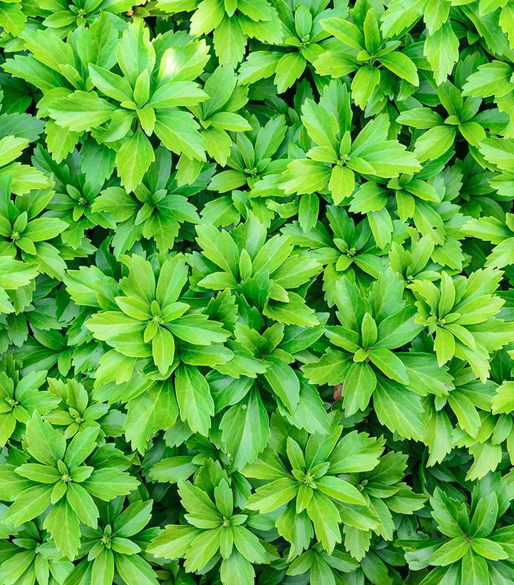 Flat Pachysandra Terminalis 'Japanese Spurge' 1021527 - 100 Rooted Cuttings