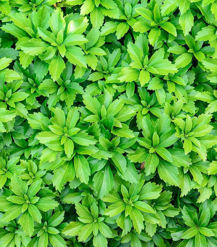 Flat Pachysandra Terminalis 'Japanese Spurge' 1021527 - 100 Rooted Cuttings