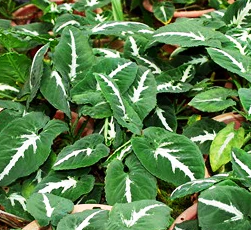 4" Syngonium - Silver Goose - T5255