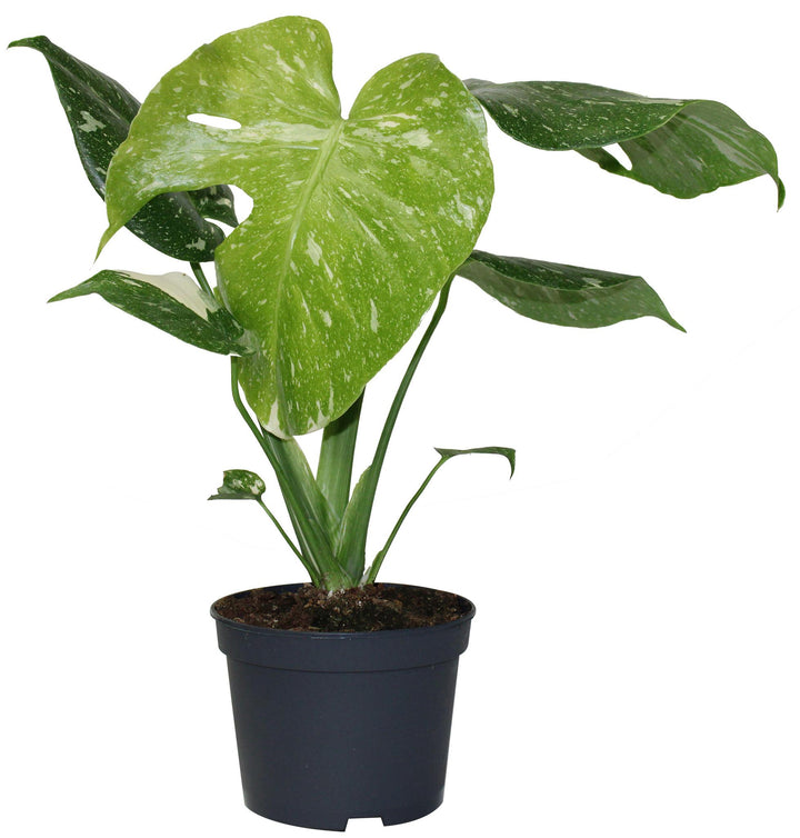 5" Monstera Thai Constellation Philodendron G1724