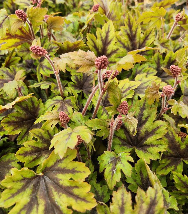 1G Heucherella Hybrid Fun and Games 'Eye Spy' - Foamy Bells - 1009801