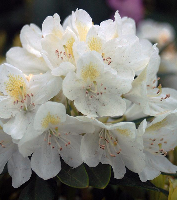 3G Rhododendron Catawbiense 'Chionoides' - 1000093