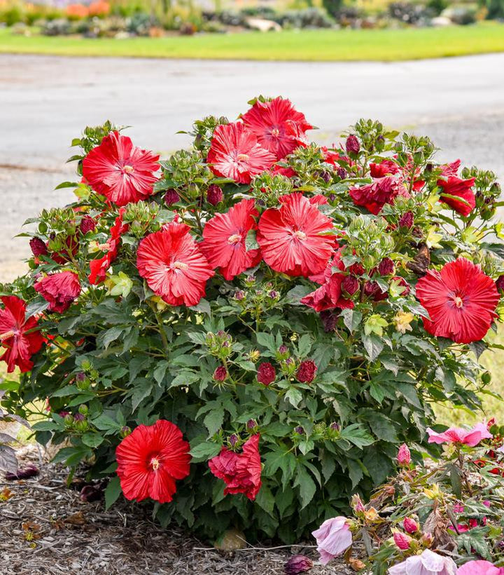 3G Hibiscus Summerific 'Garnet Globes' - Rose Mallow - 1022729