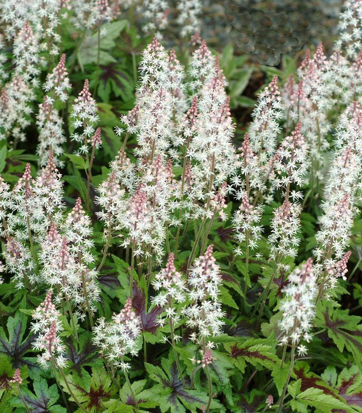 8" Tiarella 'Sugar & Spice' Sugar & Spice Foamflower 1010918