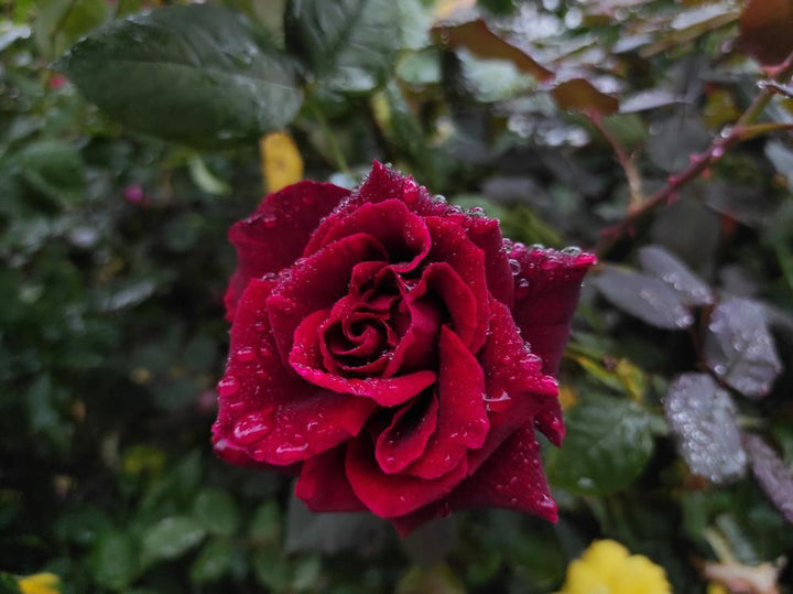 3G Hybrid Tea Rose 'Mister Lincoln' (Red) Mister Lincoln Hybrid Tea Rose 1002672