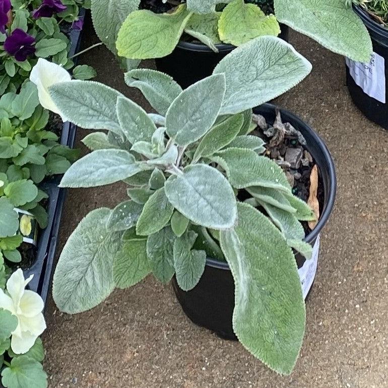 Giant Lamb's Ear