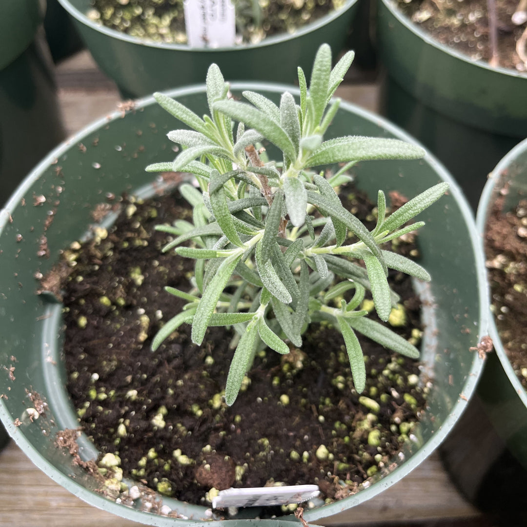 Arp Rosemary