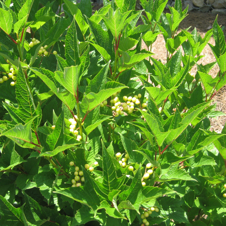 Viburnum trilobum ‘Wentworth’  - Wentworth Viburnum