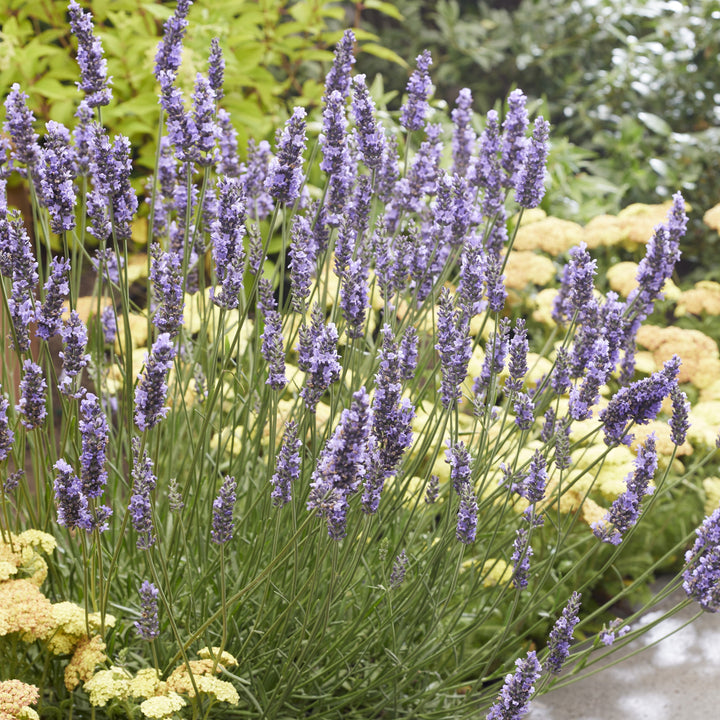 Sensational!® Lavender