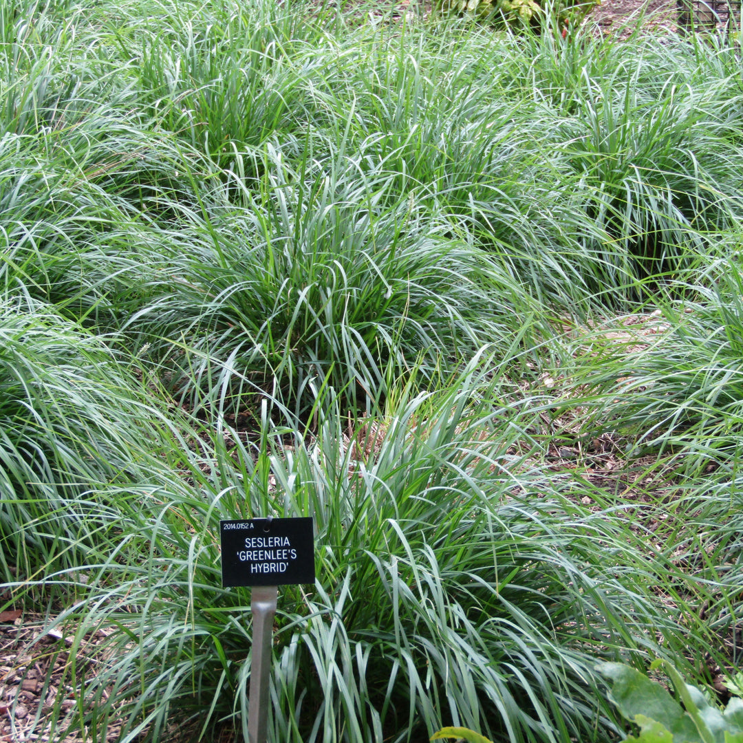 Sesleria 'Greenlee's Hybrid'  - Greenlee's Moor Grass