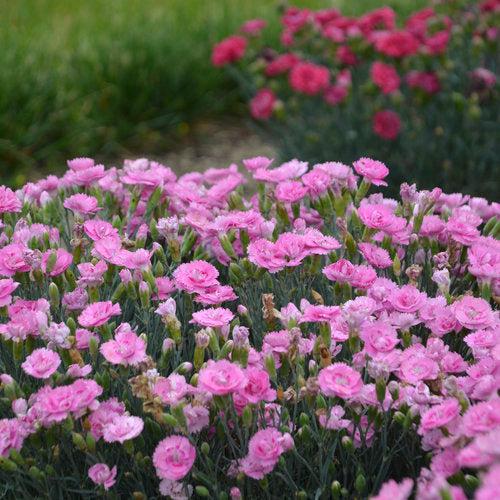 Fruit Punch® Sweetie Pie Dianthus