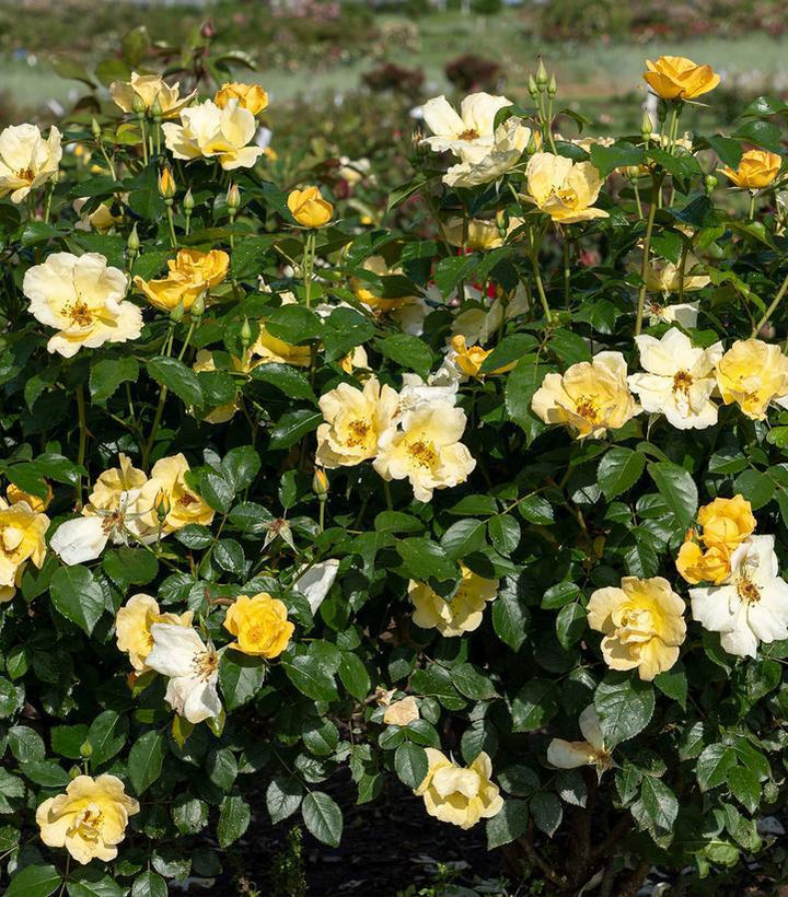 3G Rosa 'Easy Bee-zy Knock Out' - Yellow Rose Bush - 1020702