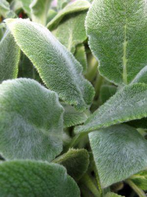 3" Stachys byzantina 'Silver Carpet' Silver Carpet Lambs Ears JC 1003116