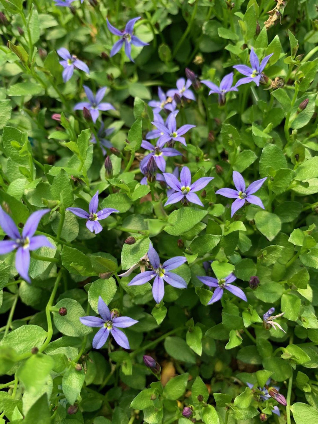 3" Pratia pedunculata 'County Park' County Park Pratia (Blue Star Creeper) 1002611