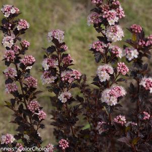 2G PW Physocarpus Opulifolius 'Tiny Wine' - Ninebark - 1006052