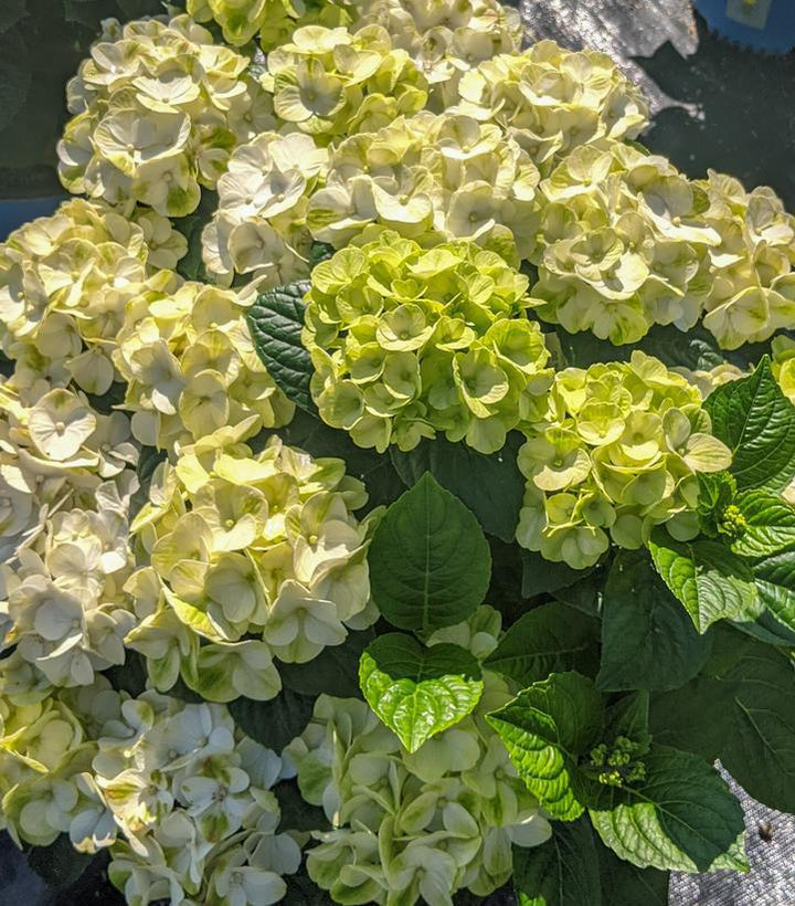 2G Hydrangea Macrophylla Grin and Tonic ('Hokomagrito') - 1020567