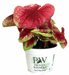 6.5" Caladium - Fancy Lemon Blush - G5492