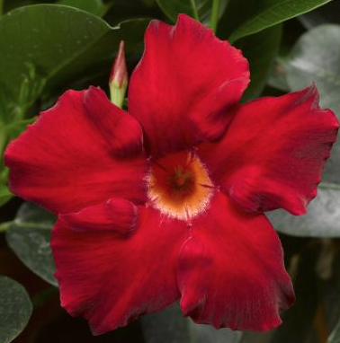 12.5" Urn Mandevilla Madinia - Elegant Velvet Red