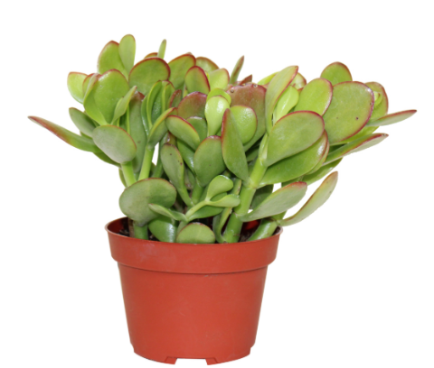 4" Jade - C1036